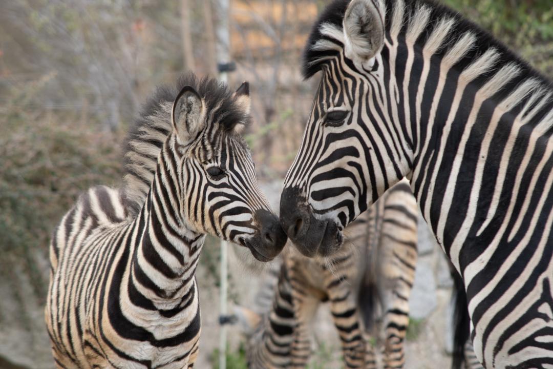 ZOO Liberec